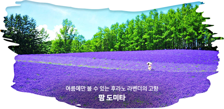 팜도미타